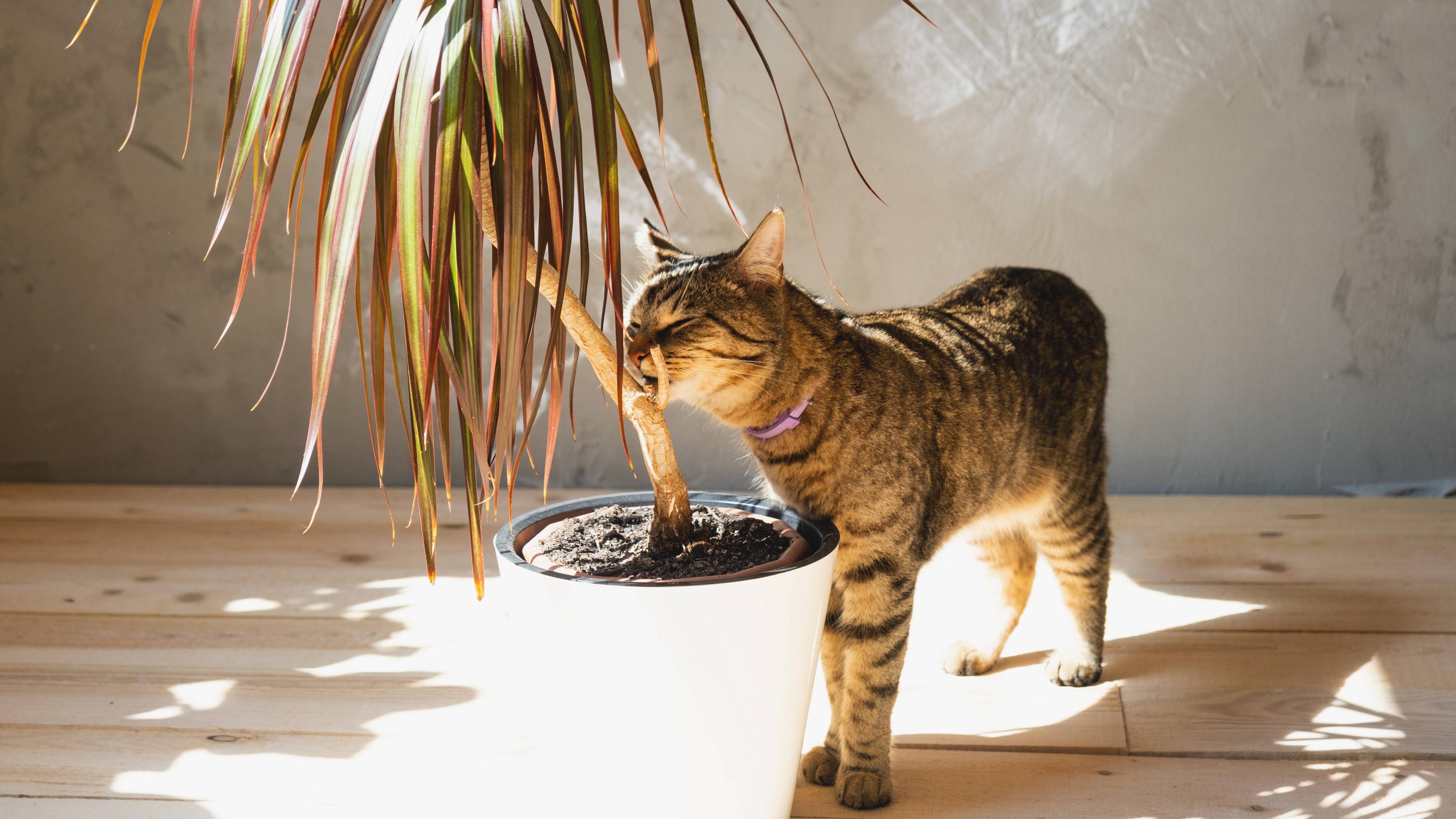 Katze knabbert an Dracaena