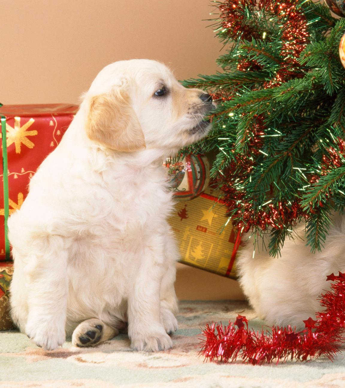 Zwei jungen Golden Retriever Hunde unter einem Weihnachtsbaum.