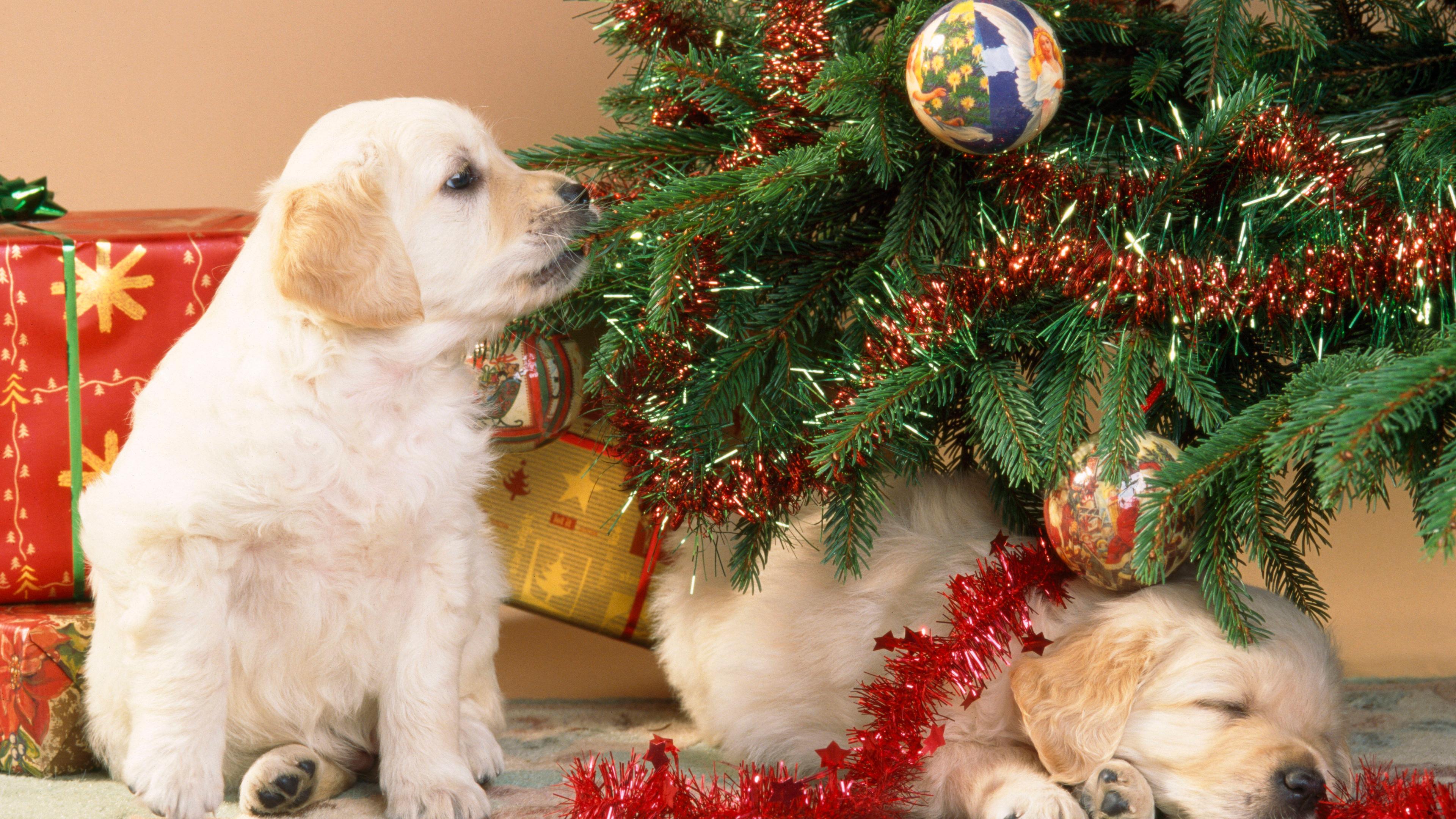 Zwei jungen Golden Retriever Hunde unter einem Weihnachtsbaum.