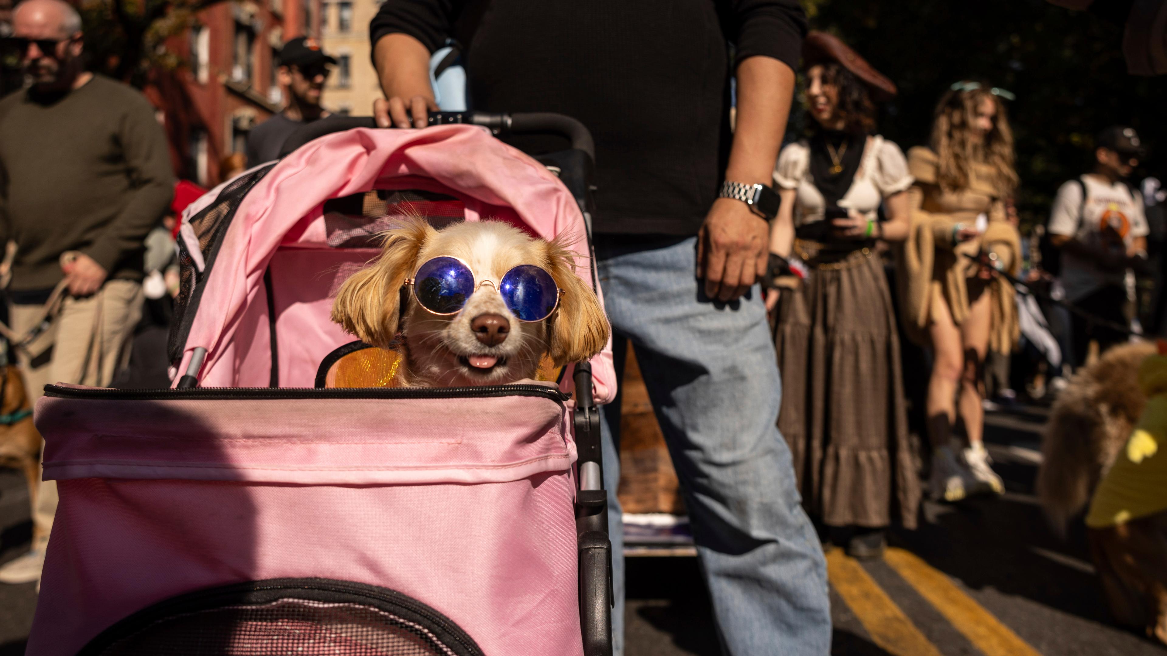 Tompkins Square Dog Parade  / dpa