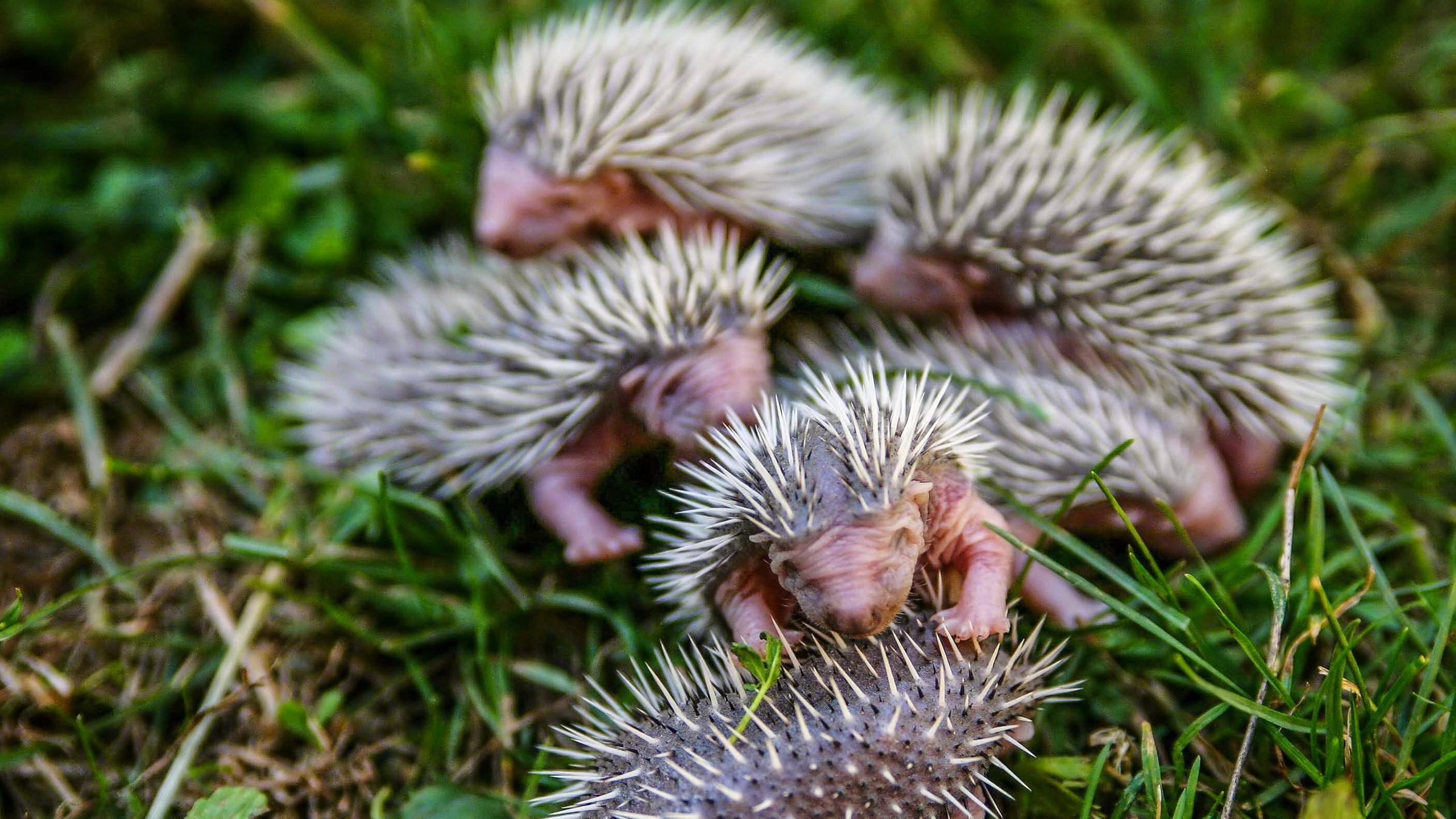 Pur Tierbabys In Gefahr Zdftivi