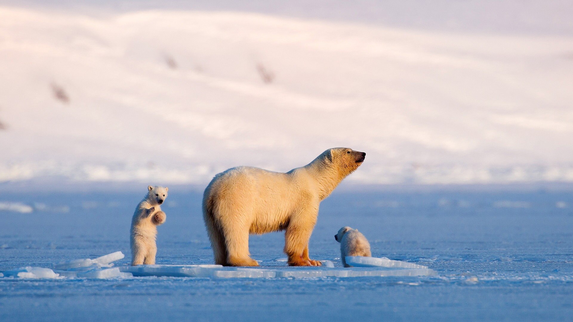 Auf Wiedersehen Eisbär! - Leben auf Spitzbergen