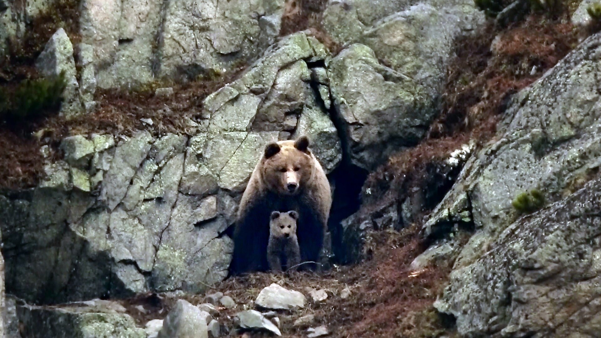 Die Hohe Tatra: Im Reich der Bären
