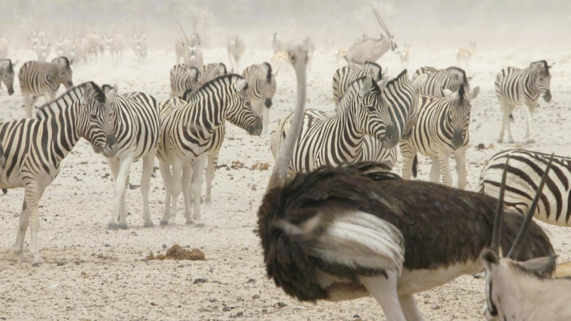 Namibias Naturwunder - Kleine Helden, große Jäger (2/2)