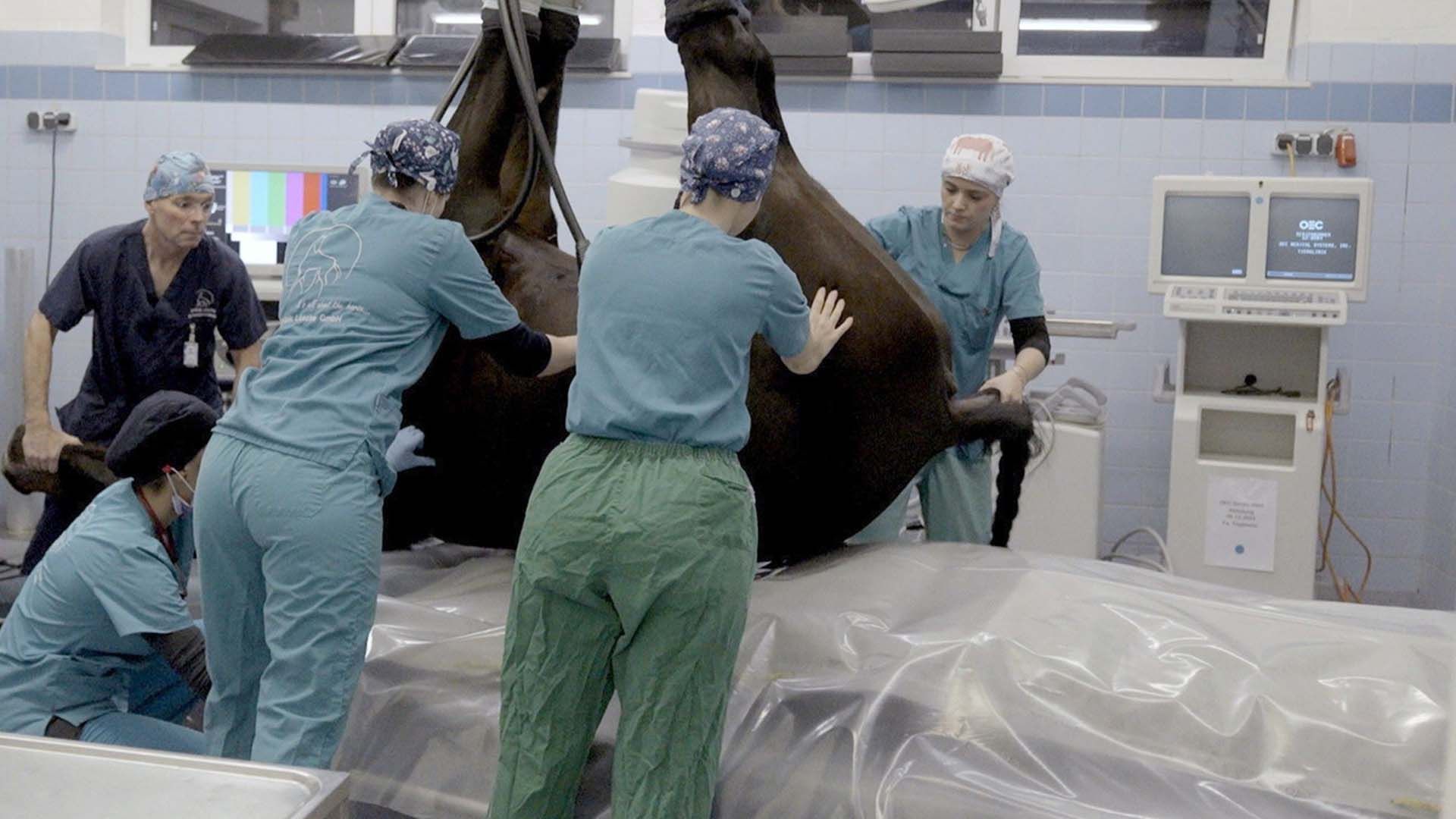 Re: Patient Pferd im OP