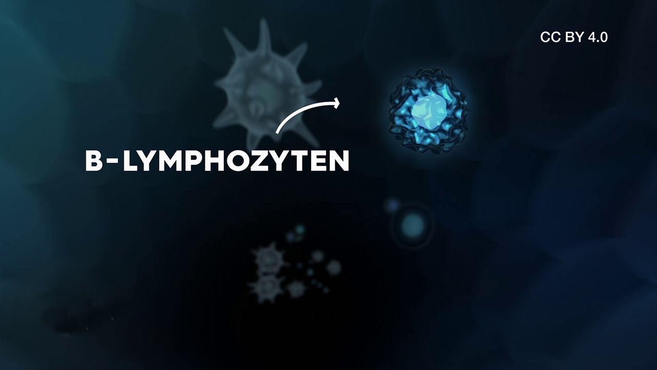 b Lymphozyten