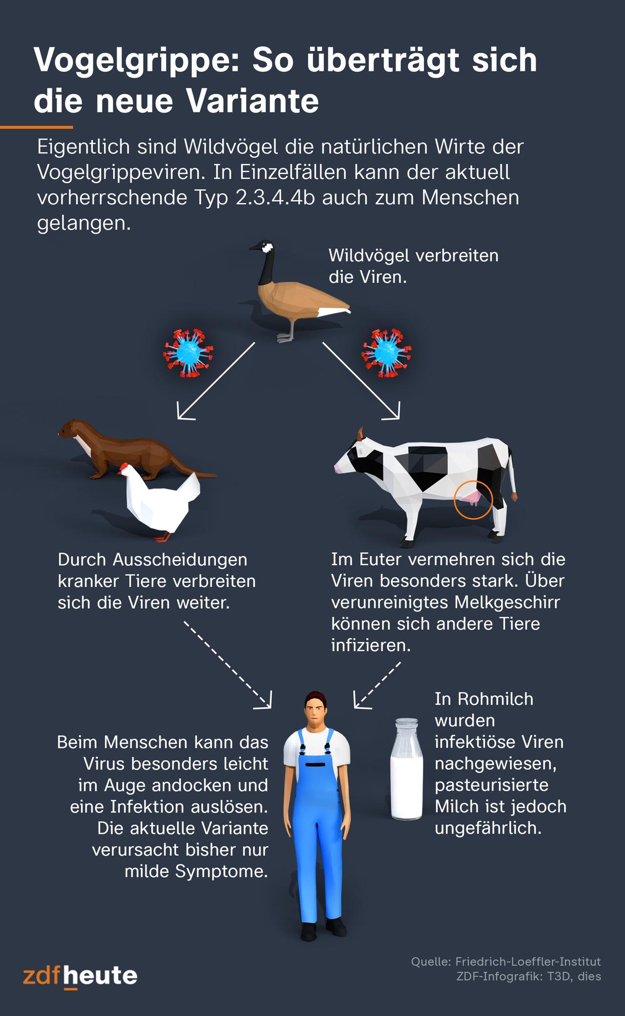 Vogelgrippe: So überträgt sich die neue Variante. Eigentlich sind Wildvögel die natürlichen Wirte der Vogelgrippeviren. In Einzelfällen kann der aktuell vorherrschende Typ 2.3.4.4b auch zum Menschen gelangen. Wildvögel verbreiten die VIren. Hausgeflügel und Pelztiere - wie etwa Nerze - können sich infizieren. Durch Ausscheidungen kranker Tiere verbreiten sich die Viren weiter. Auch Kühe können sich mit der Vogelgrippe anstecken. Im Euter vermehren sich die Viren besonders stark. Über verunreinigtes Melkgeschirr können sich weitere Kühe infizieren. In Rohmilch wurden infektiöse Viren nachgewiesen, pasteurisierte Milch ist jedoch ungefährlich. Beim Menschen kann das Virus besonders leicht im Auge andocken und eine Infektion auslösen. Die aktuelle Variante verursacht bisher nur milde Symptome.