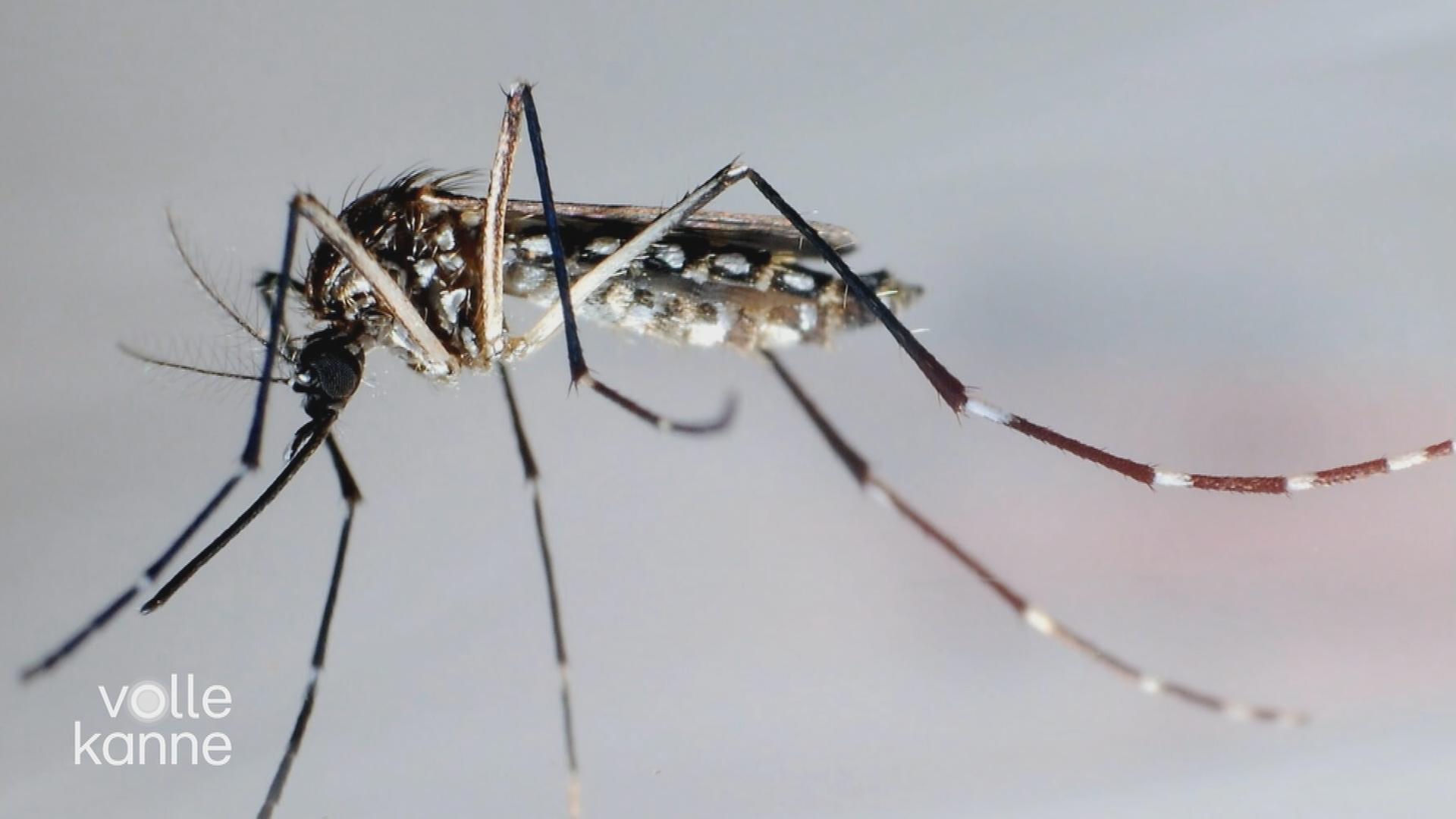 Richtiges Verhalten bei Insektenbissen 