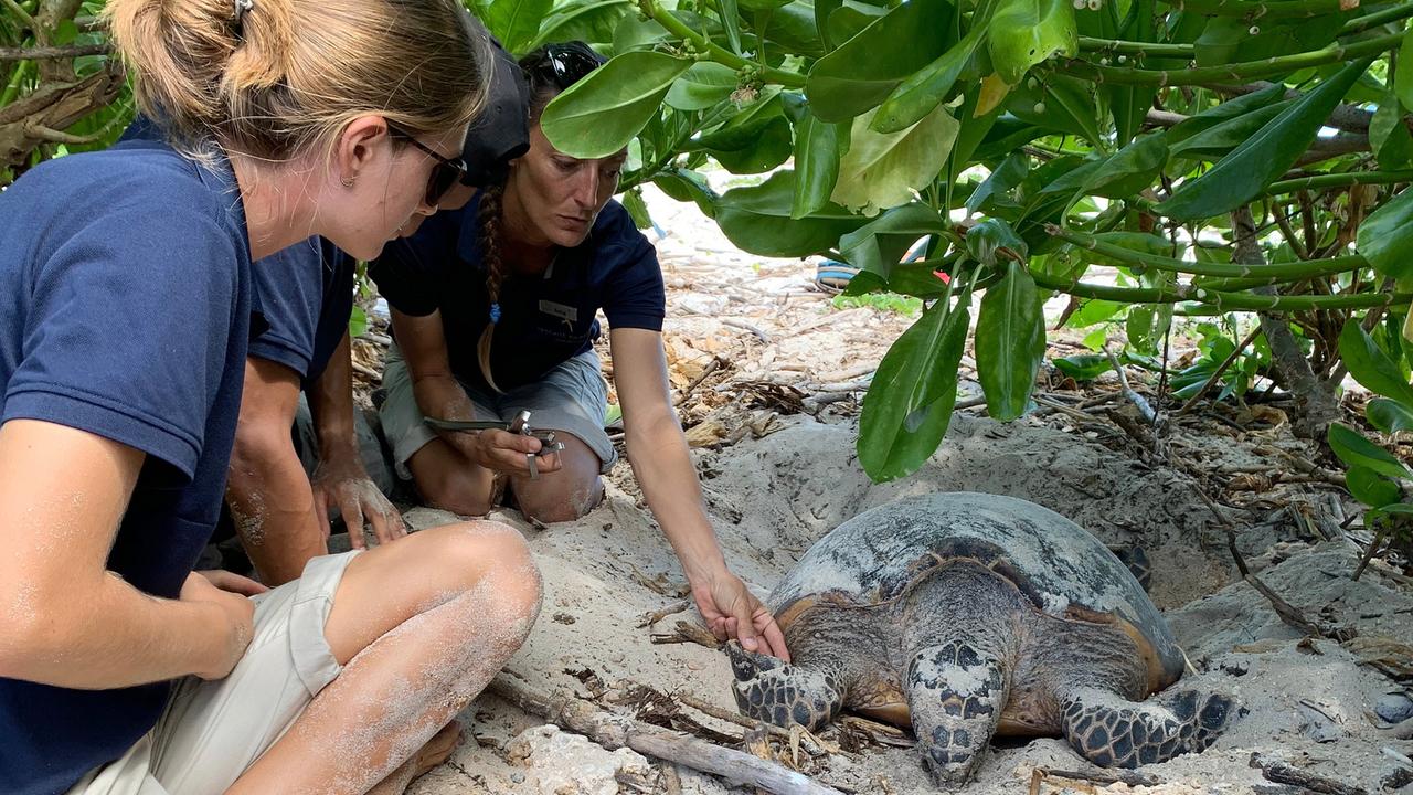 Inseln im Indischen Ozean - Leben im bedrohten Paradies - ZDFmediathek