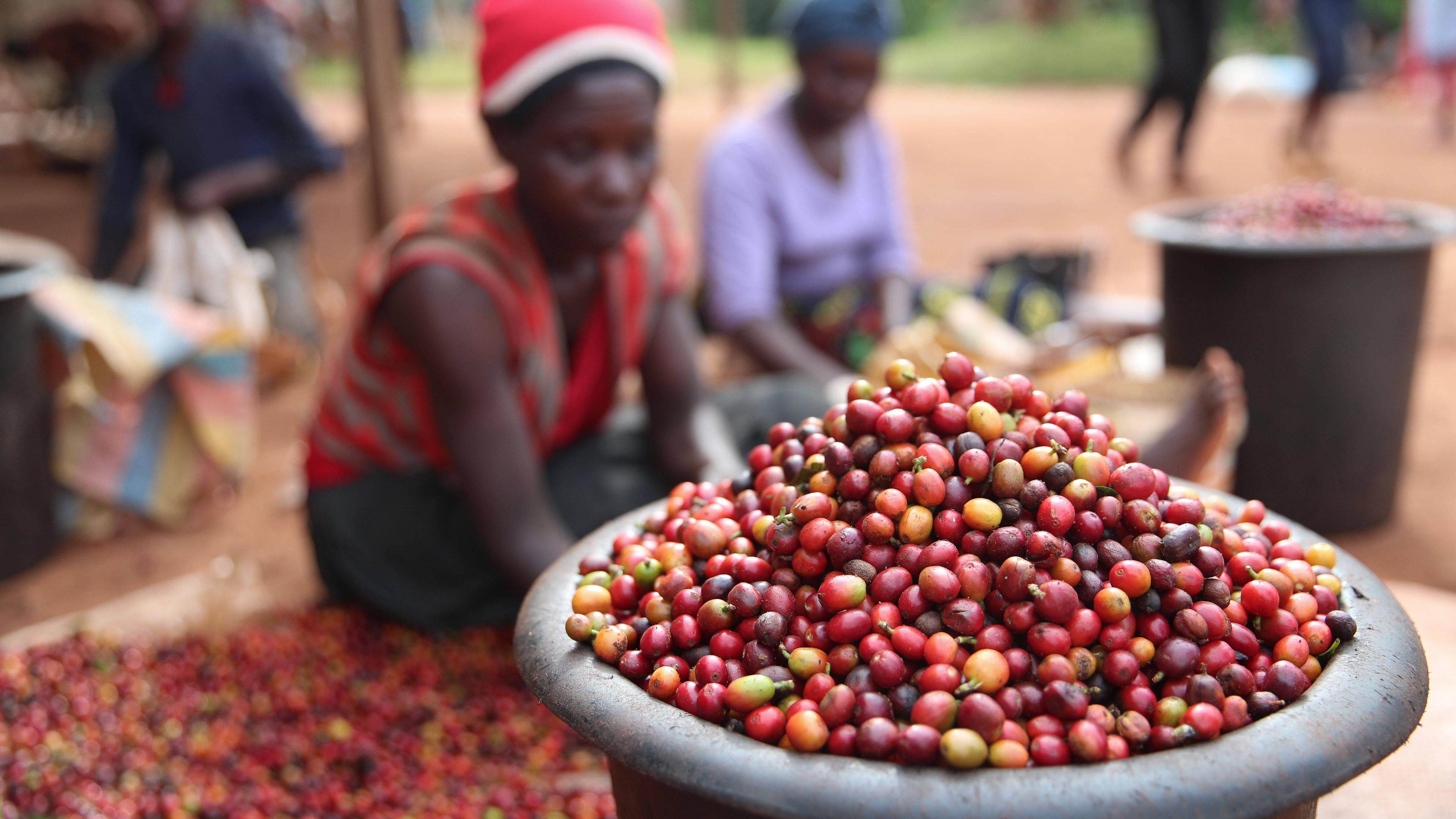 Arbeiter sortieren Kaffeebohnen in einer Kaffeeplantage in Ruiru (Nairobi)