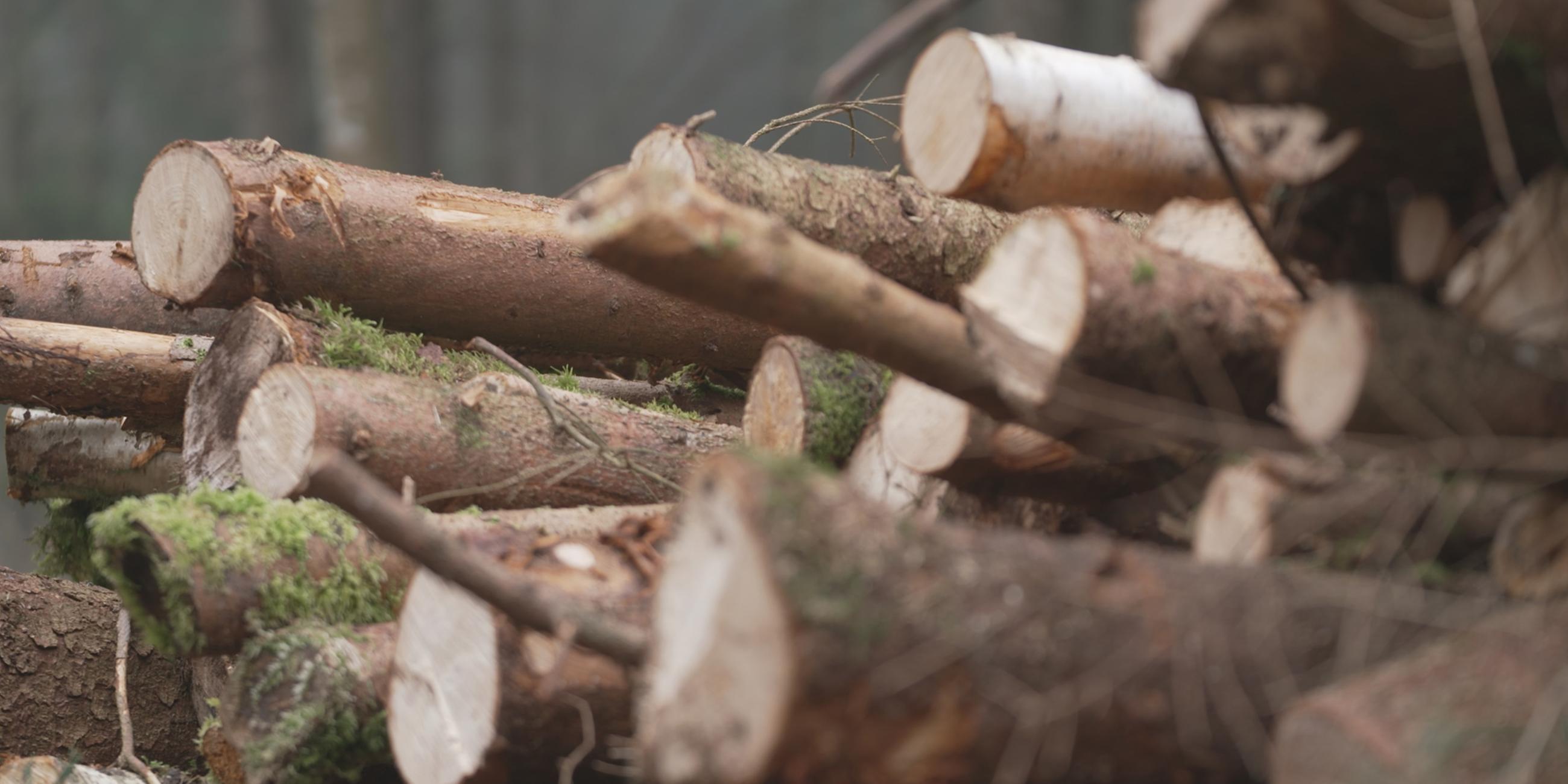 Kampf ums Klima - Fakten und Fiktionen": Holzstapel in der Dübener Heide in Sachsen-Anhalt.