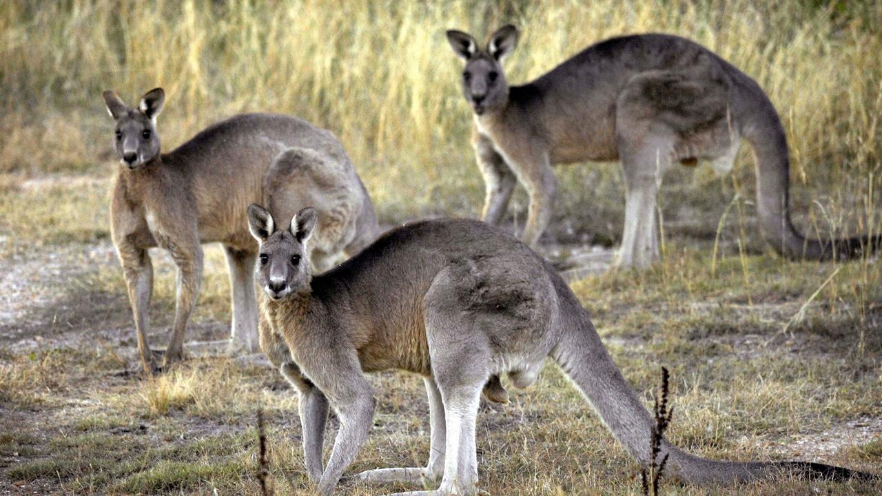 Sind Kängurus in Australien geschützt?