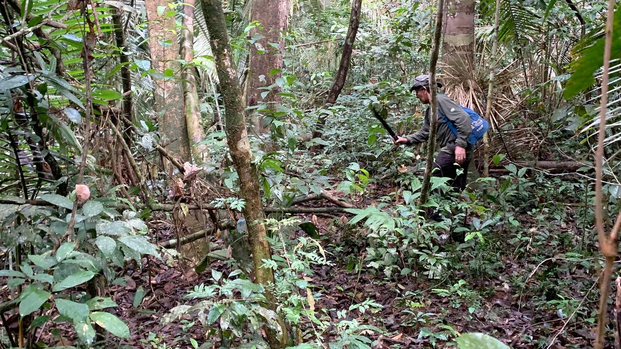 Indigene Völker im Regenwald: "Wie können wir überleben ...