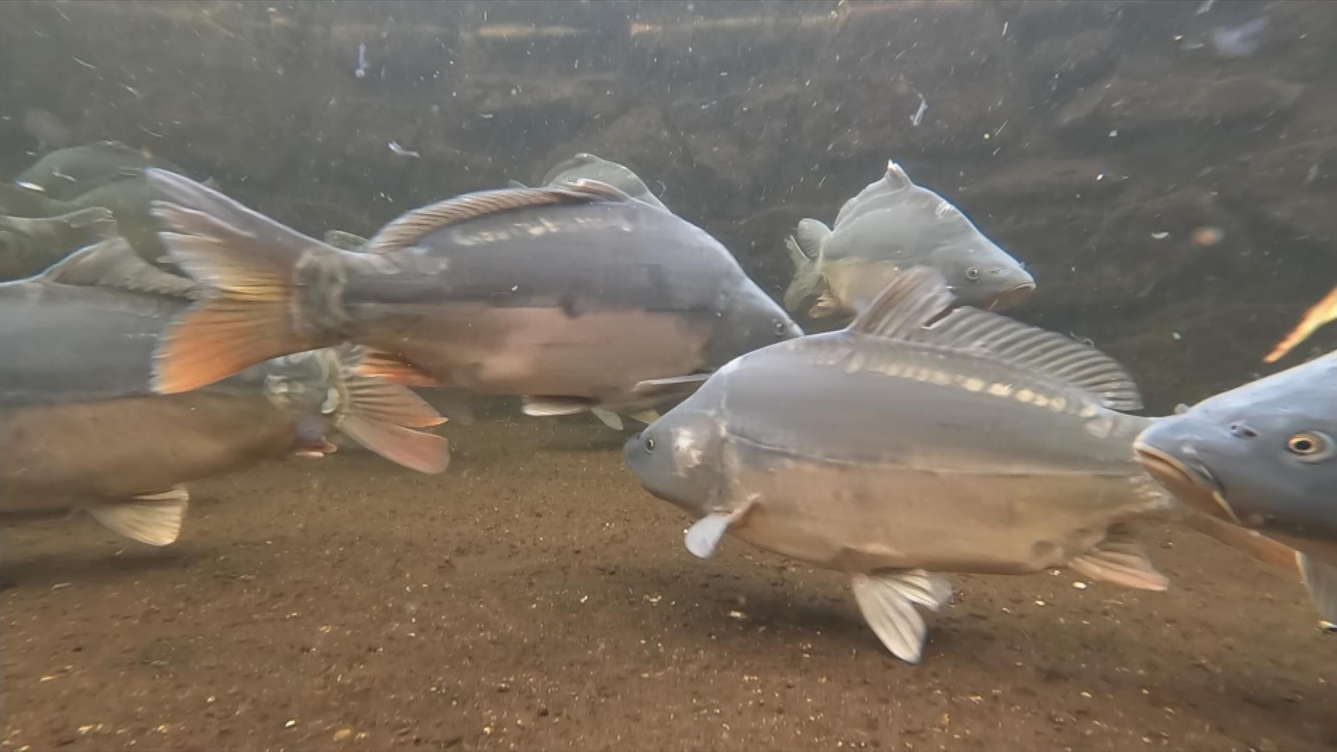 Karpfenfisch im Wasser