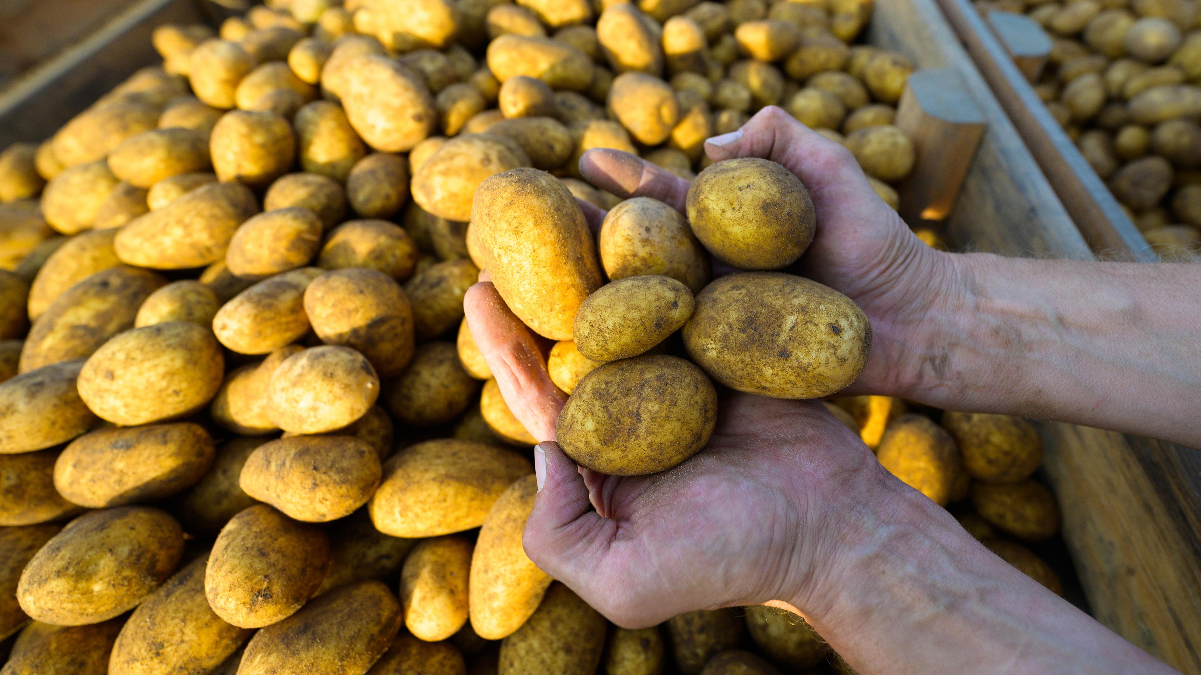 Eine Person hält frisch geerntete Kartoffeln in den Händen.