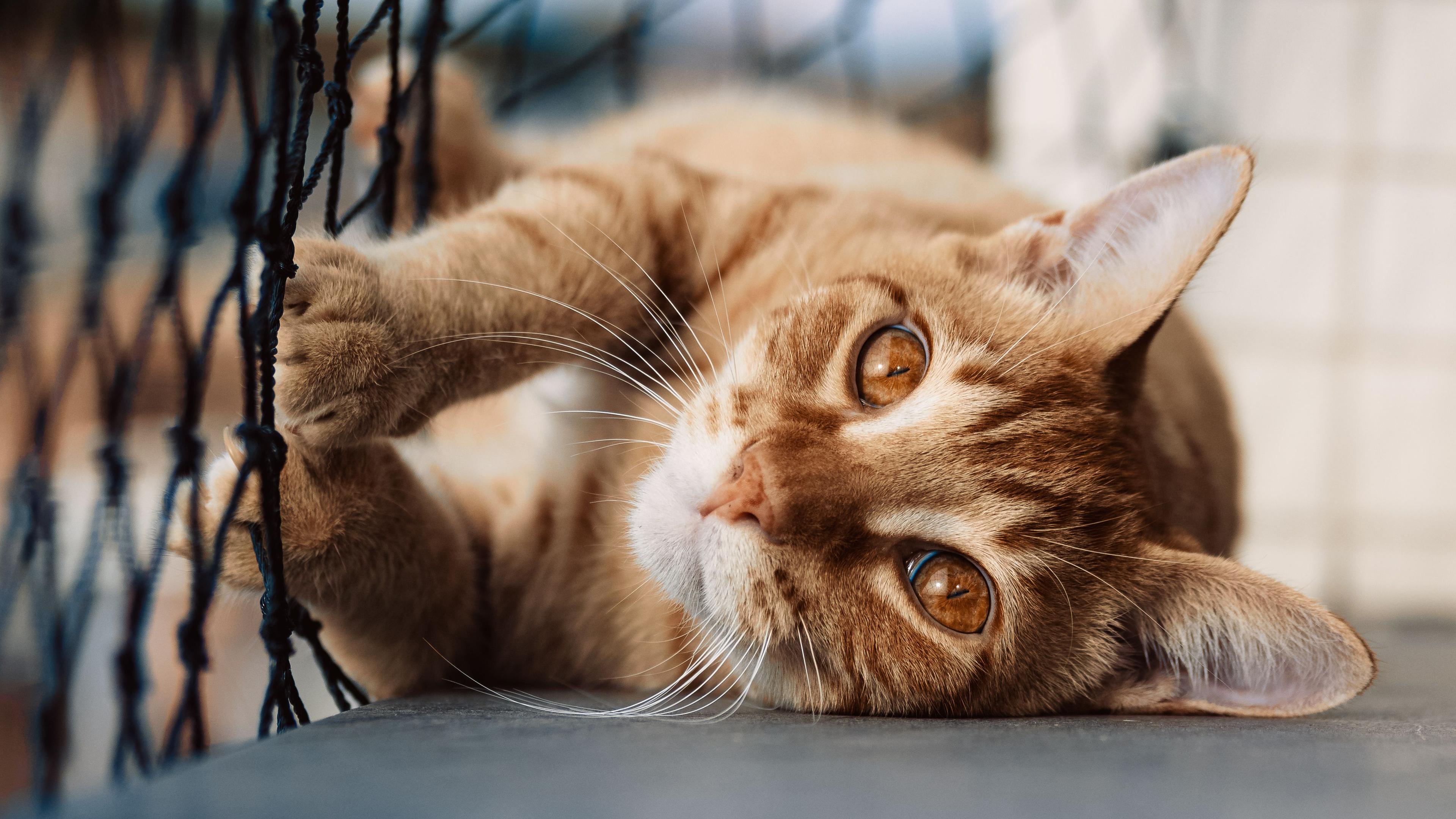 Katze auf einem mit einem Netz gesicherten Balkon