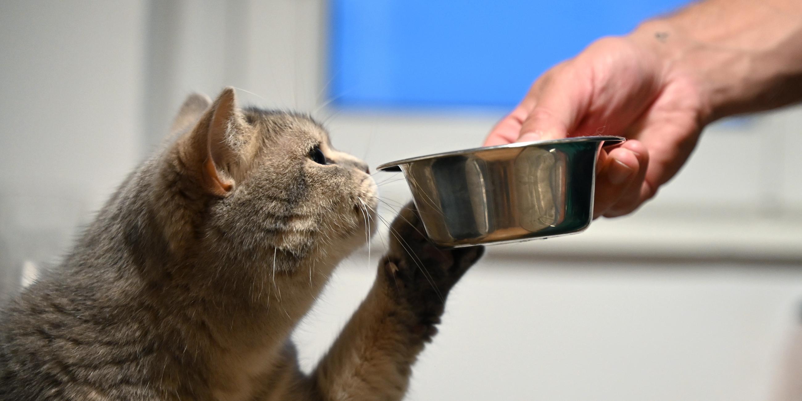 Eine Katze streckt ihre Pfote zu dem Futternapf in der Hand ihres Beisitzers