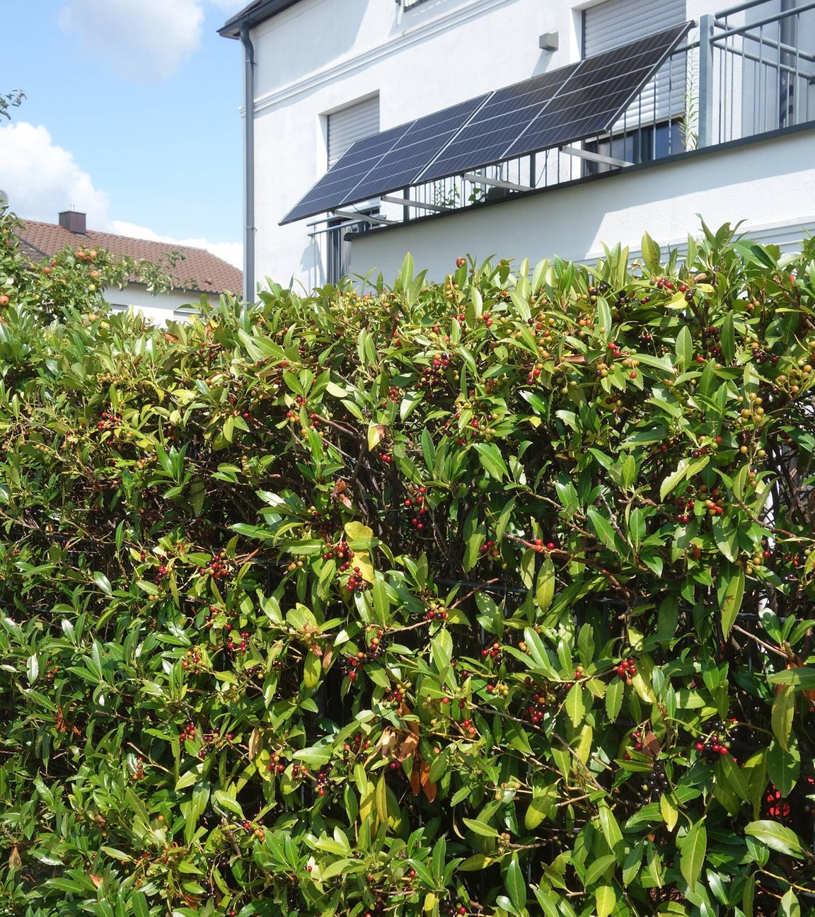 Symbolbild: Kirschlorbeer, als Hecke vor einem Haus, in einem privaten Garten.