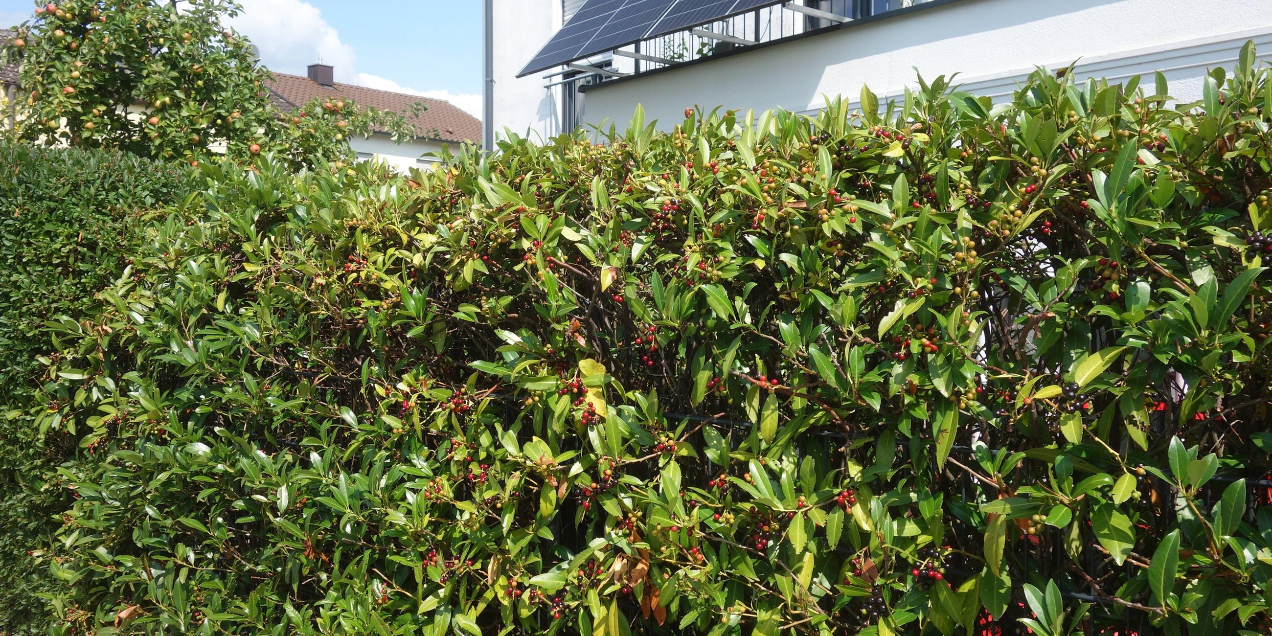 Symbolbild: Kirschlorbeer, als Hecke vor einem Haus, in einem privaten Garten.