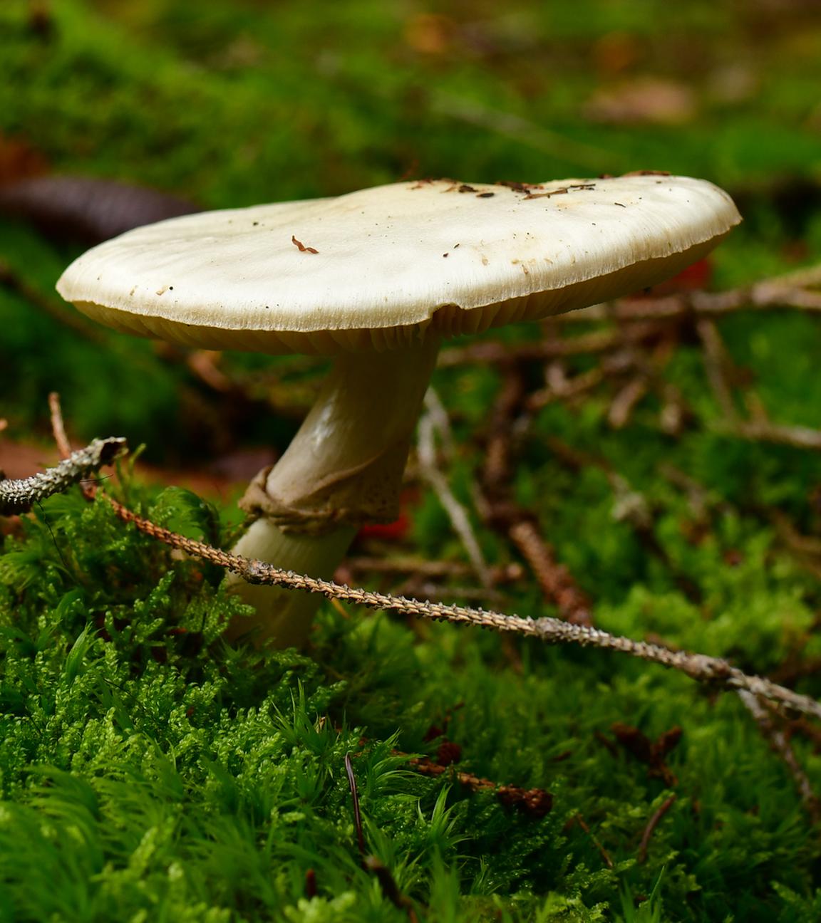 Grüner Knollenblätterpilz