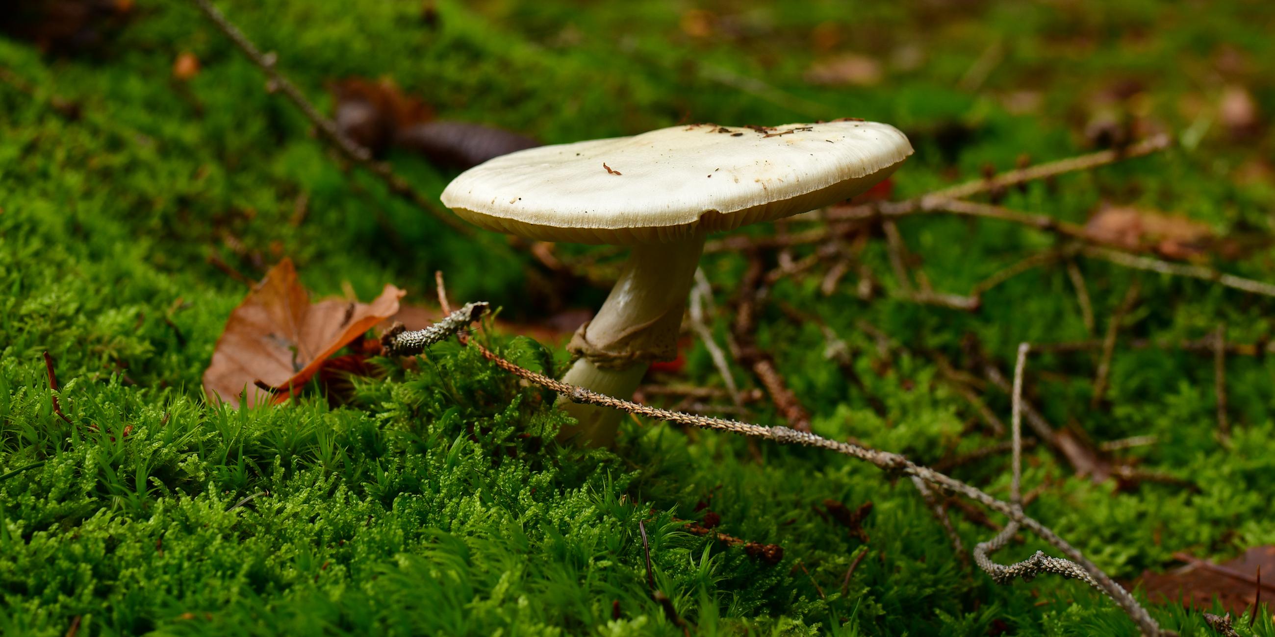 Der Knollenblätterpilz sieht dem Champignon ähnlich, doch sein Verzehr führt zu einer Pilzvergiftung. 