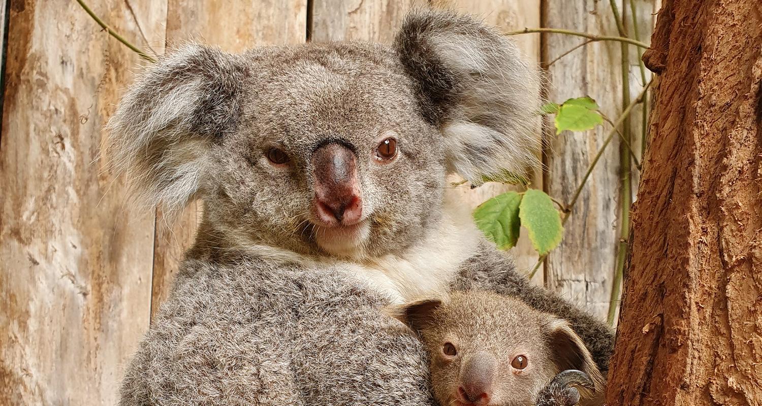 Duisburg: Ein Baby-Koala hält sich an seiner Mutter fest.