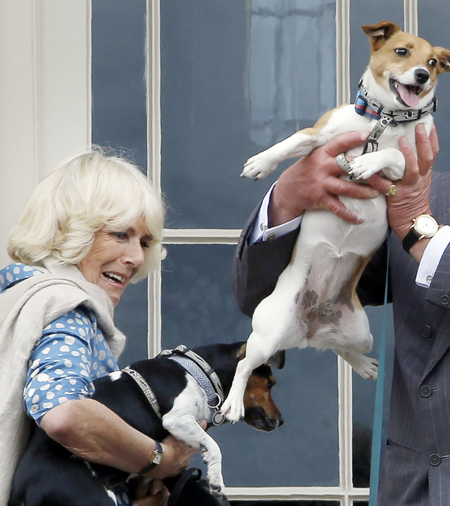 Königin Camilla und König Charles mit ihren Hunden