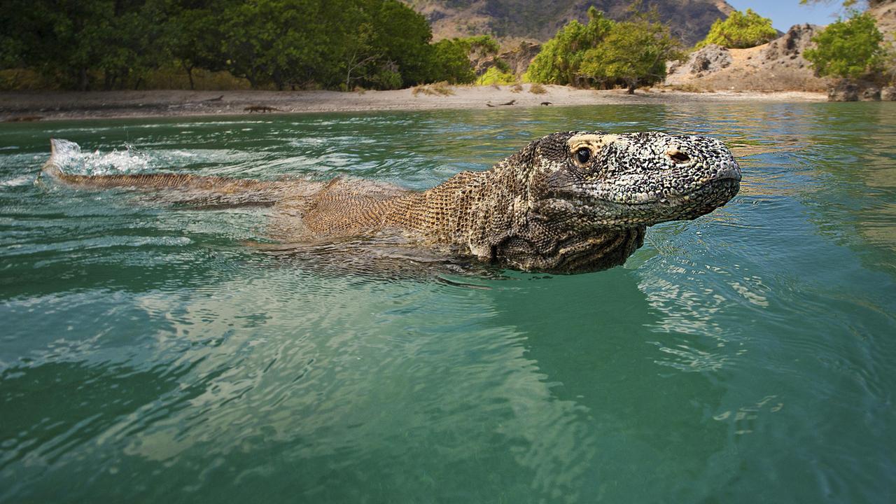 IUCN: So viele bedrohte Arten wie nie zuvor