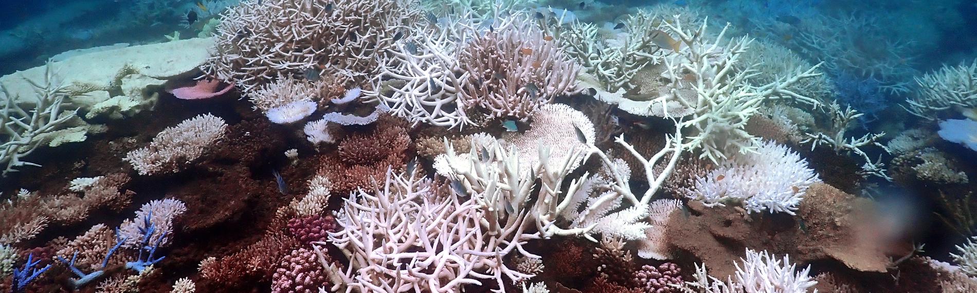 Korallenbleiche vor Lizard Island im südlichen Great Barrier Reef.