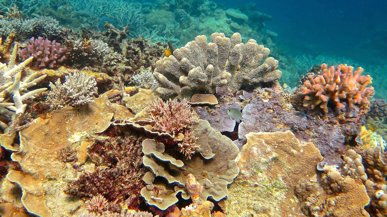 Korallensterben am Great Barrier Reef - ZDFmediathek