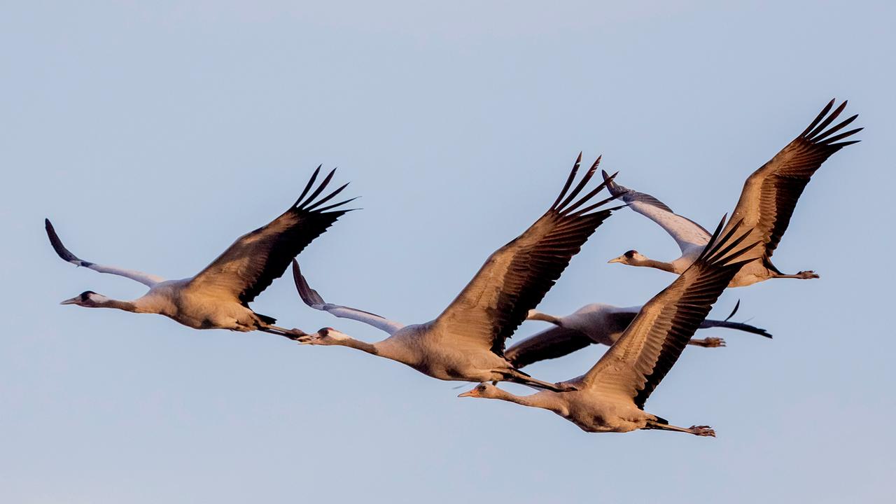 Zugvögel: Frühlingsboten auf leisen Schwingen