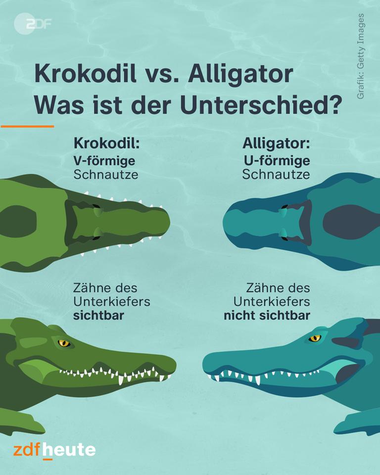 Heute ist Welttag der Krokodile. Aber was ist eigentlich der Unterschied zwischen einem Krokodil und einem Alligator? Der einfachste Weg die beiden Raubtiere zu unterscheiden, ist die Kopfform. Während Alligatoren breite, eher runde Köpfe haben, laufen die Schädel von Krokodilen vorne schmaler zu. Die Kopfform von Alligatoren ist U-förmig, die von Krokodilen V-förmig. Ein weiteres Merkmal: Hat ein Alligator sein Maul geschlossen, sieht man nur die oberen Zähne. Demnach hätten Alligatoren laut Rosenblatt einen "Überbiss". Krokodile haben diesen nicht.