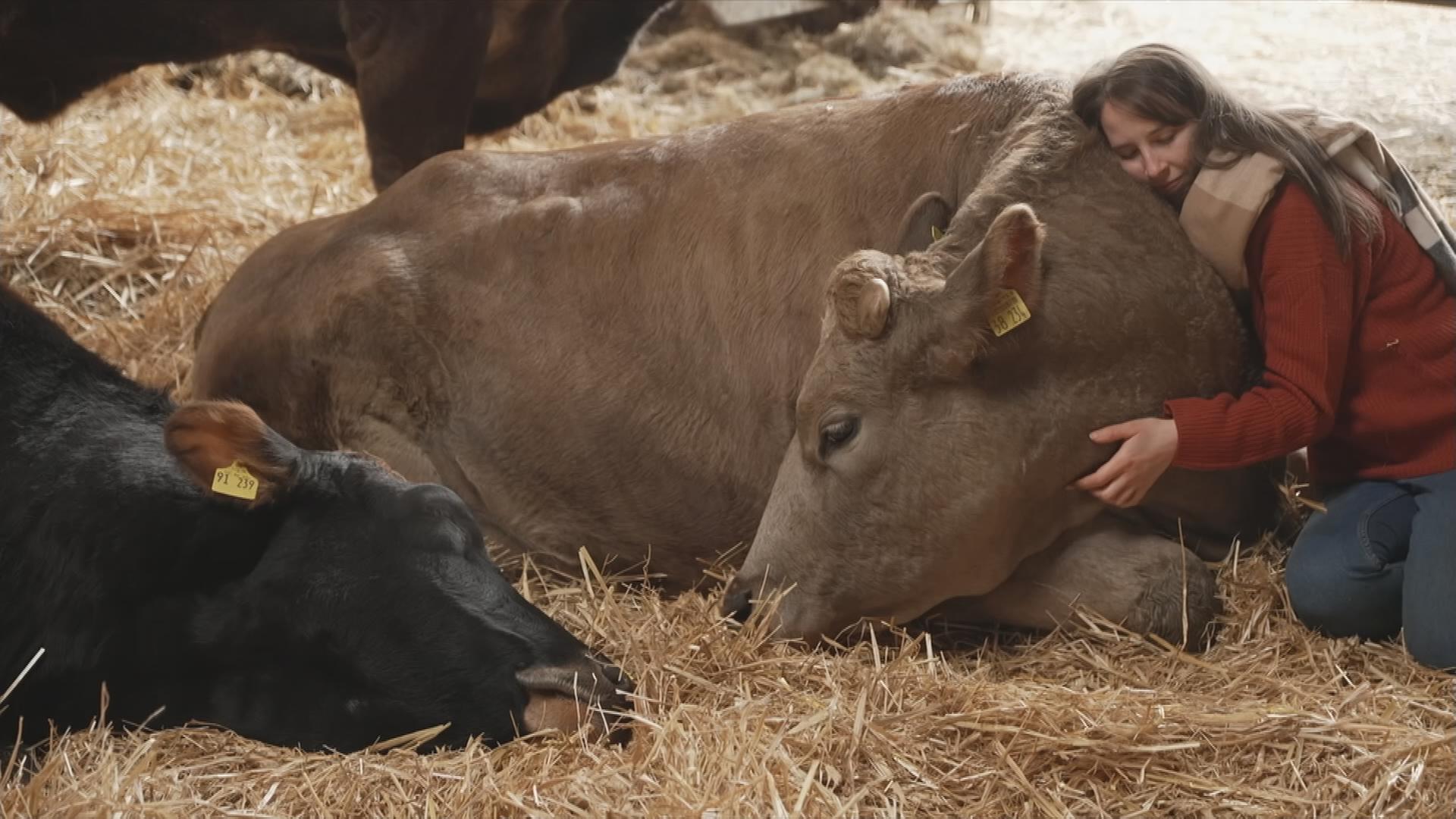 Kuh-Kuscheln gegen Stress