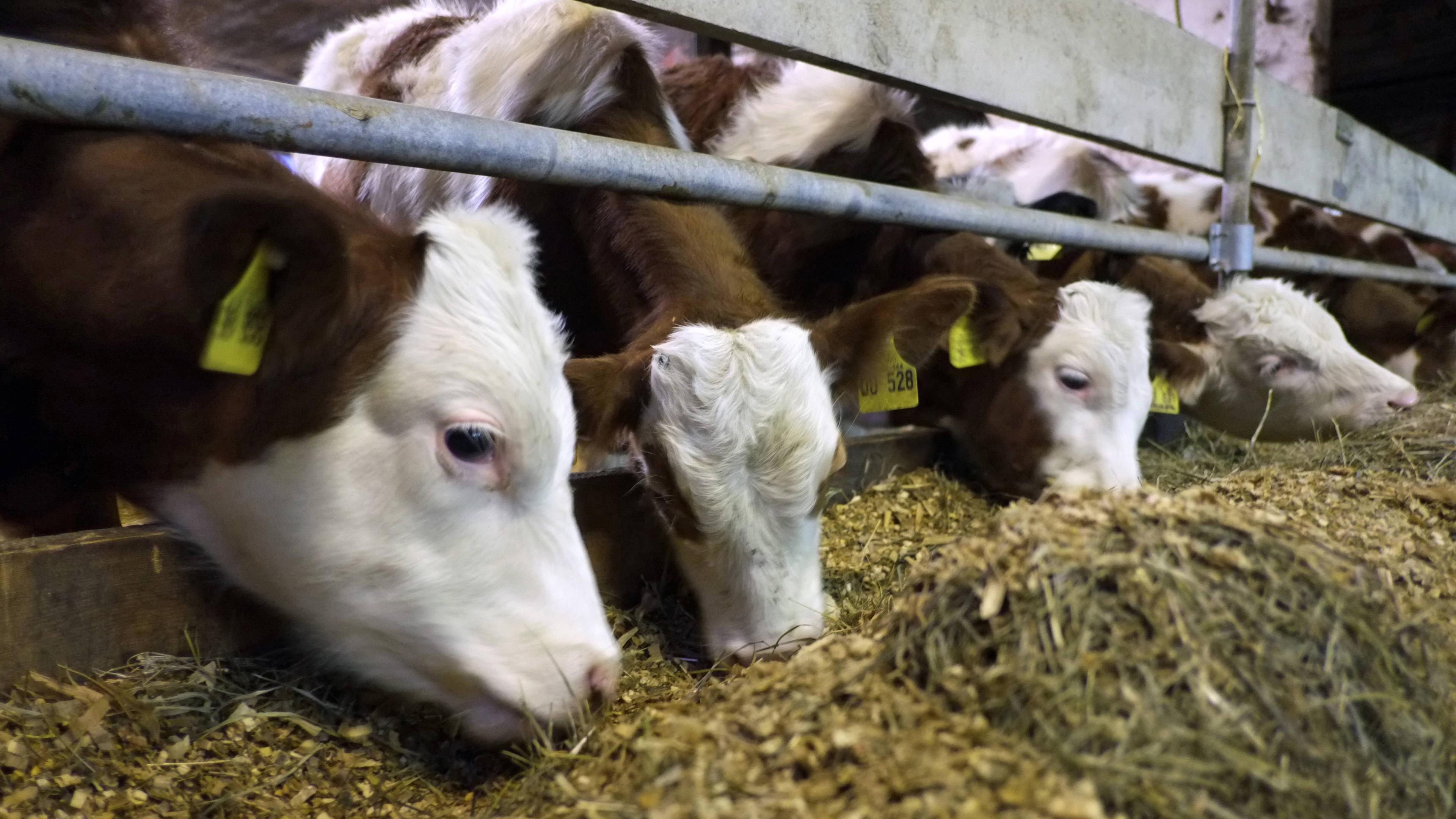 Fleisch Aus Artgerechter Tierhaltung Zdfmediathek