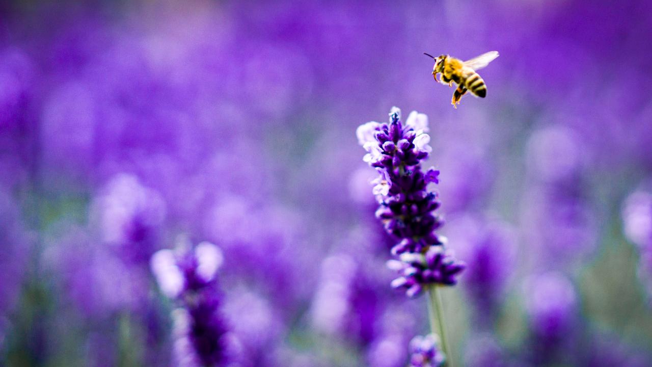 Lavendel: Tipps, wie die Pflanze im Garten blüht und duftet - ZDFheute