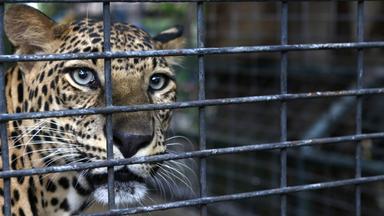 Leopard t&ouml;tet seinen Besitzer in Privatzoo