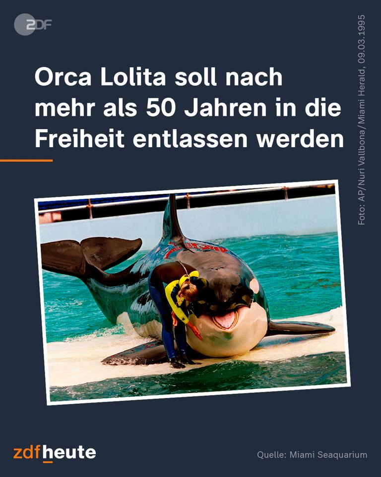 Orca Lolita soll freigelassen werden