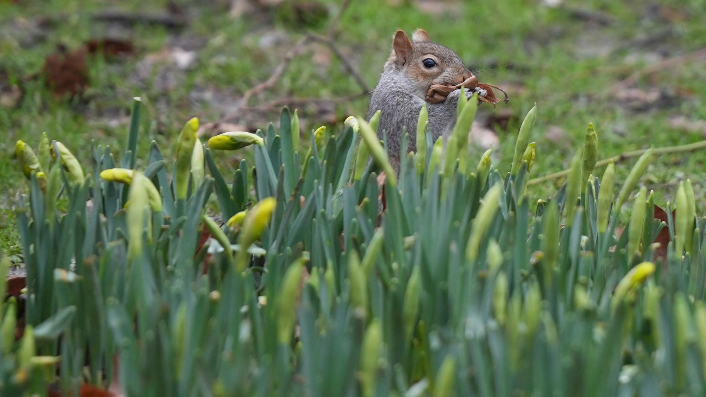 Im Vordergrund sind noch grüne Osterglocken zu sehen, deren gelbe Blüten schon zu erkennen sind. Dahinter kommt ein braunes Eichhörnchen hervor, das Blätter im Mund trägt.