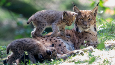 Löwenzähnchen - Löwenzähnchen: Luchs