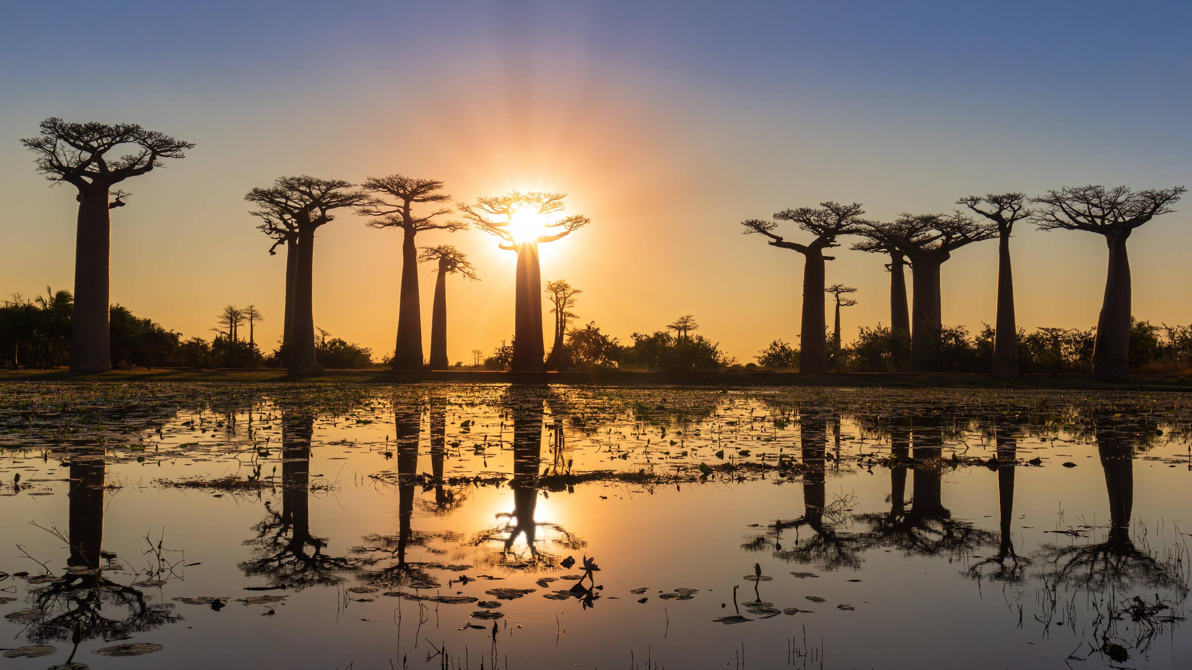 Die Straße der Baobabs