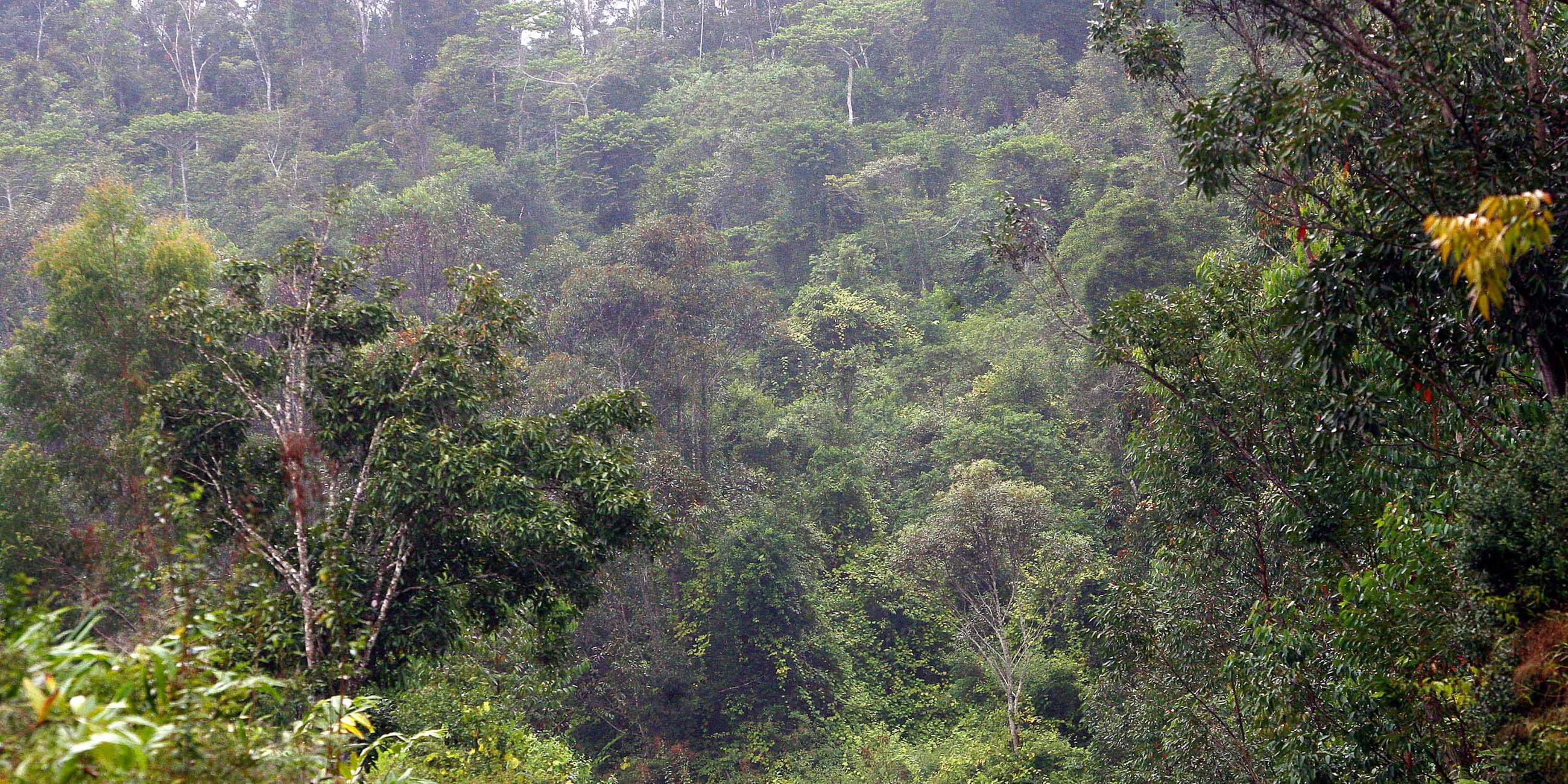 Regenwald in Madagaskar