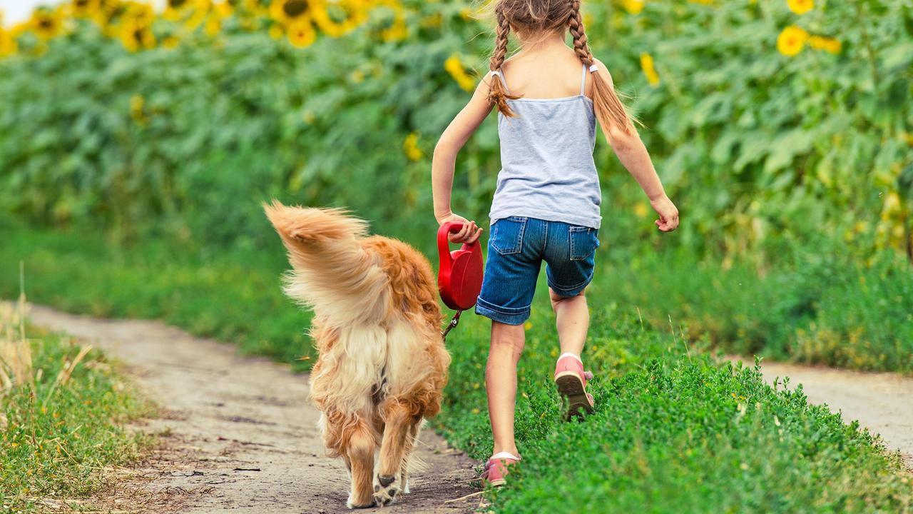 Ne plus jamais se promener : un enfant vend secrètement un chien de famille