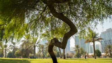 Gros plan de mangroves vertes et de palmiers secs dans le parc public d'Abu Dhabi