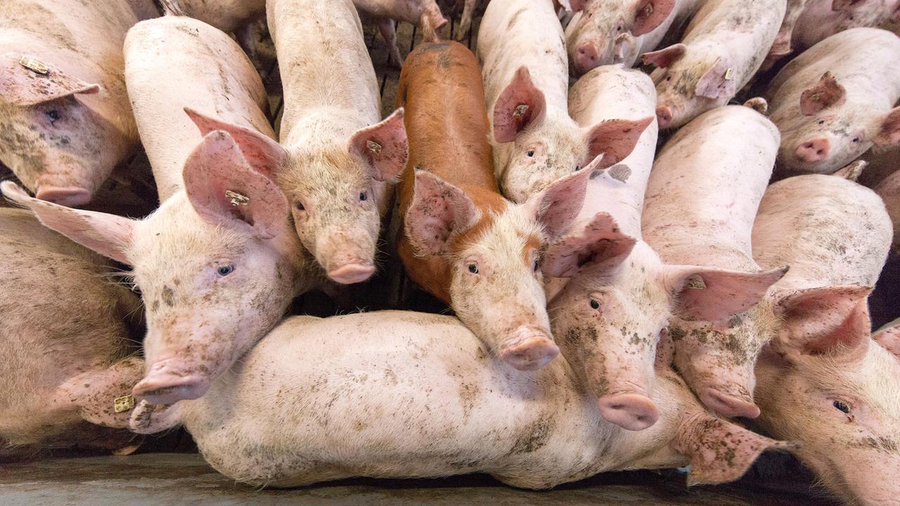 Die Verzweiflung der Schweinehalter