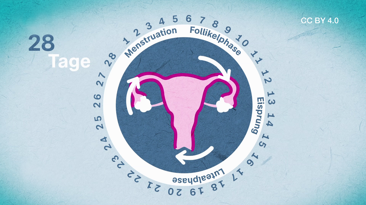 Der Menstruationszyklus (Creative Commons) - ZDFmediathek