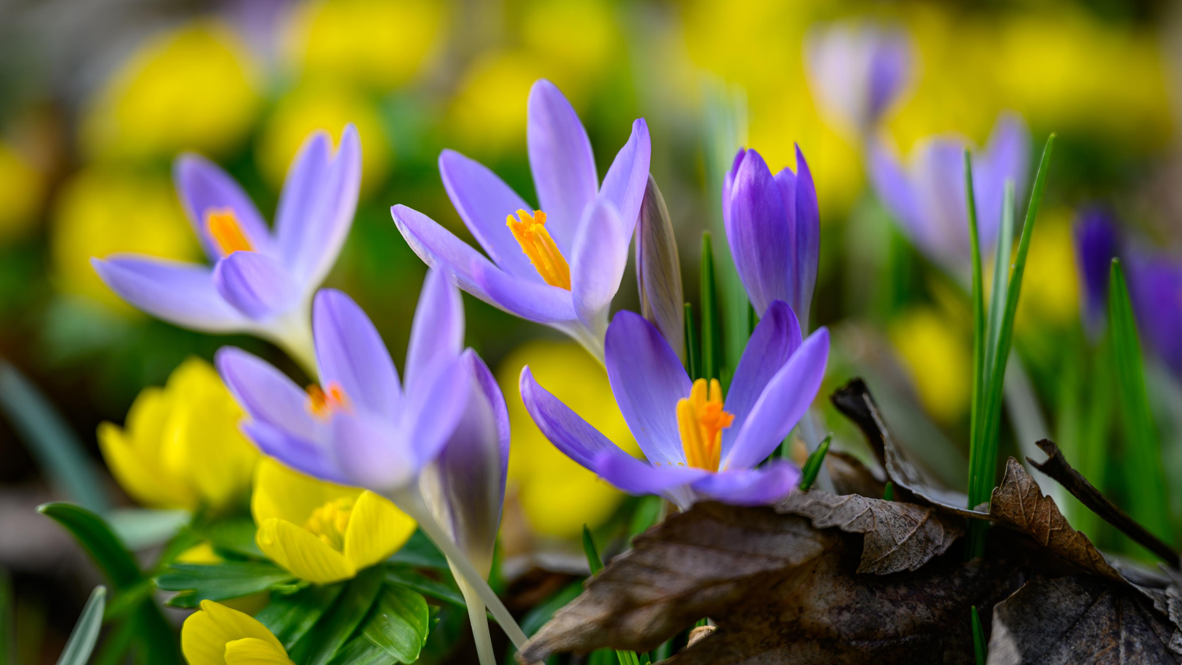 Gelbe Winterlinge und lila Krokusse blühen in einem Wald.