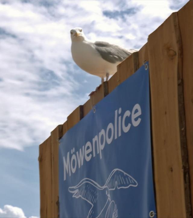 Möwe