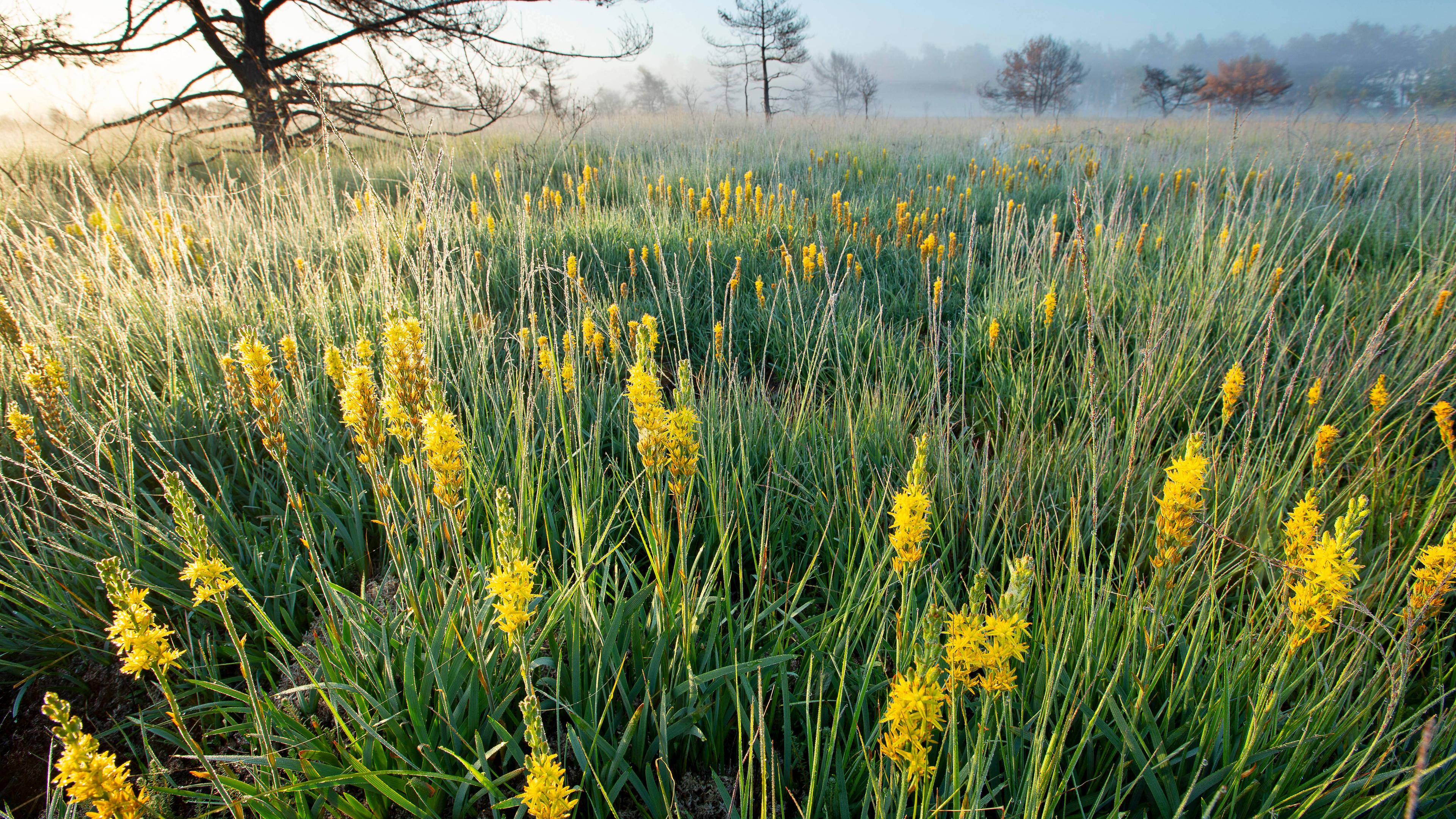 Gelbe Blumen in der Moor-Wiese