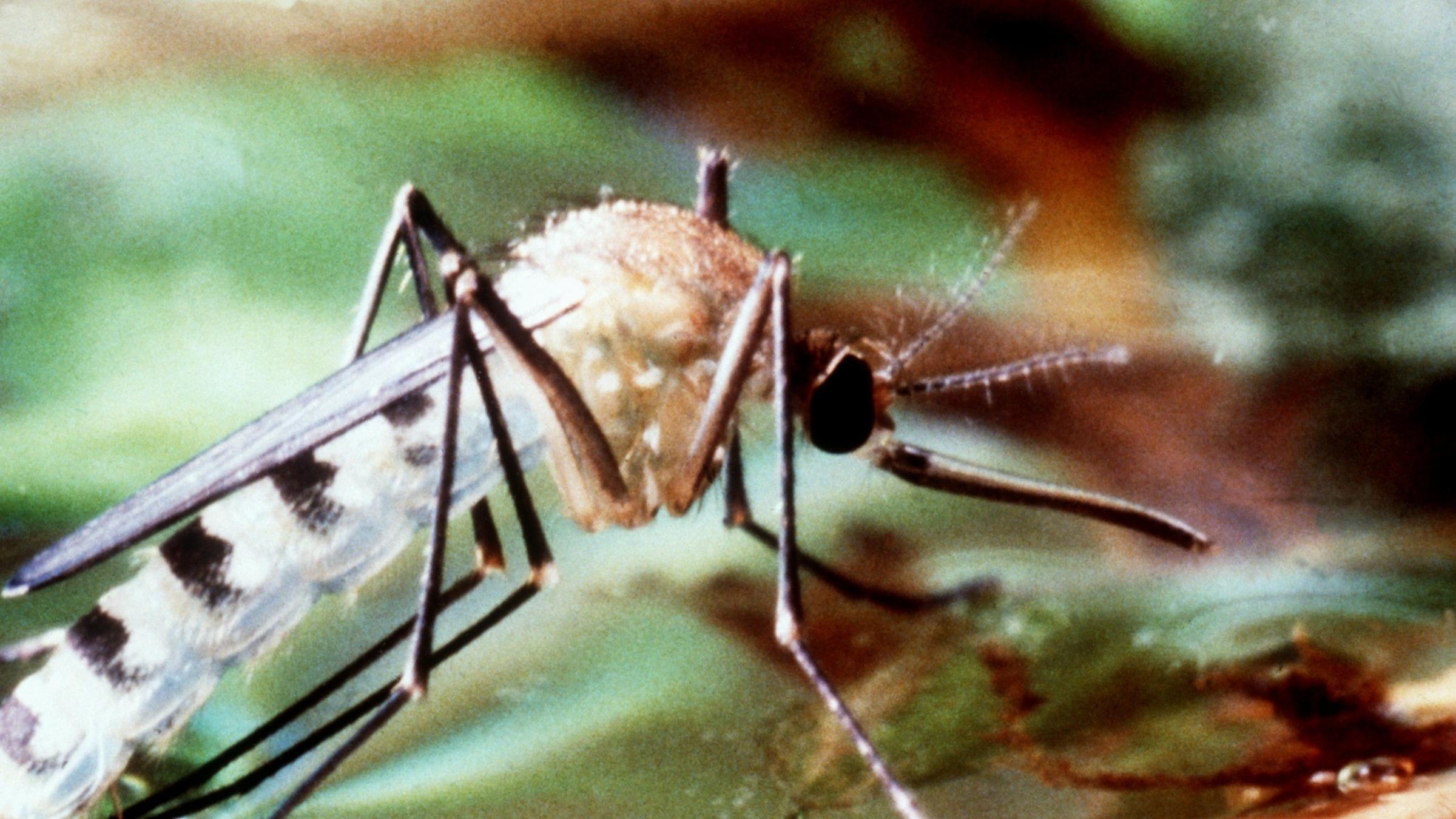 Eine bestimmte Mückenart kann Malaria durch einen Stich übertragen.