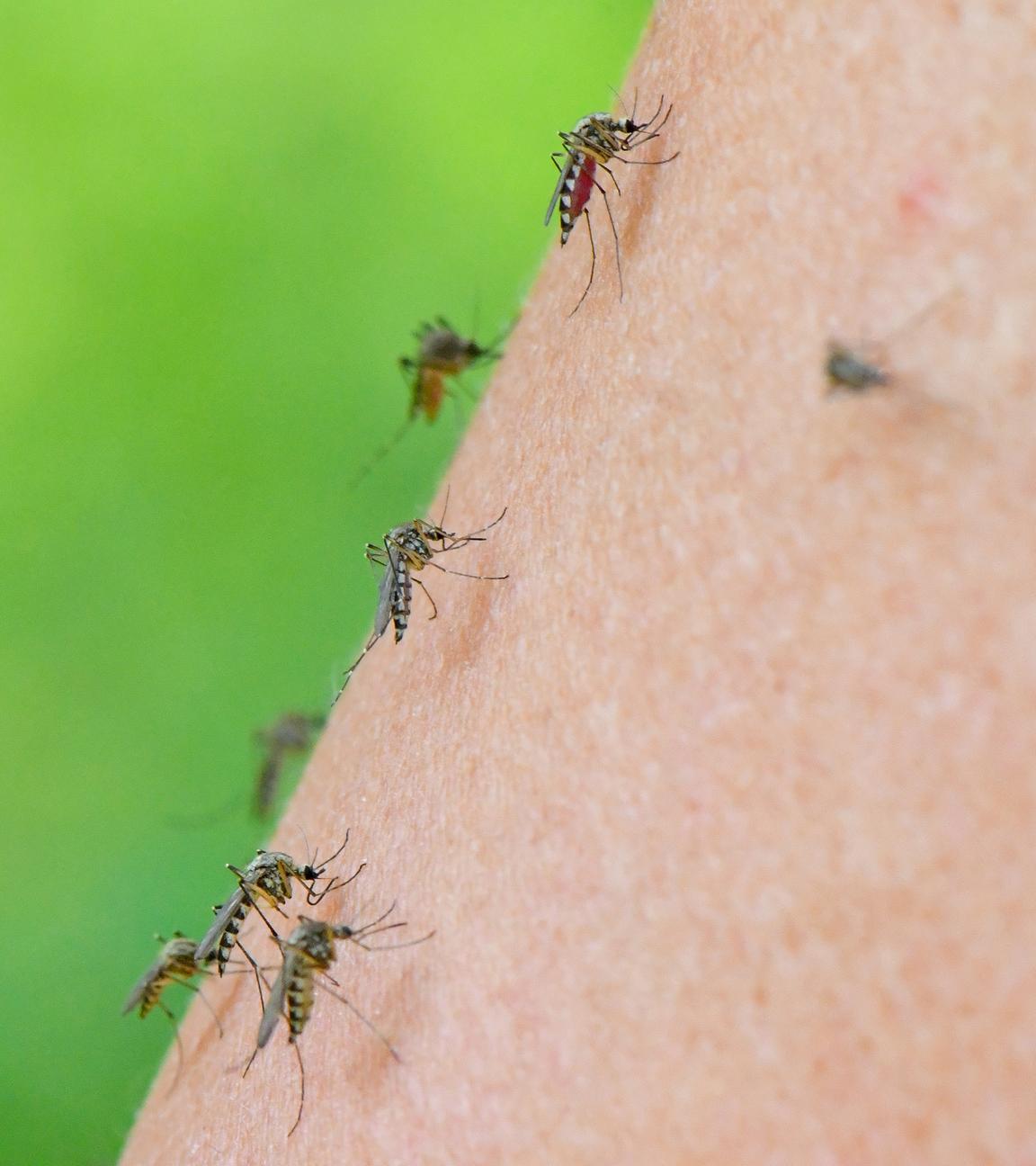  Mehrere Mücken der Art Aedes vexans sind auf dem Arm einer Frau zu sehen. 